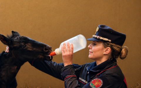 Fiocco rosa a Radicondoli: la piccola puledra “Verbena” salvata dai Carabinieri Forestali