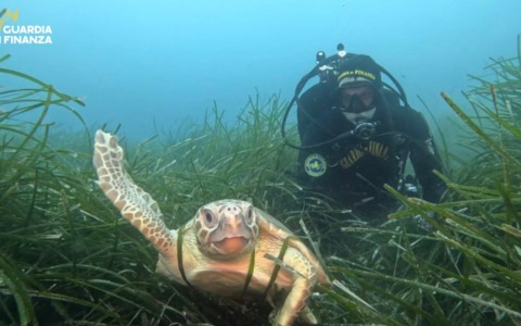 Salvata dalla Gdf, ora la tartaruga marina Vera torna in mare – VIDEO