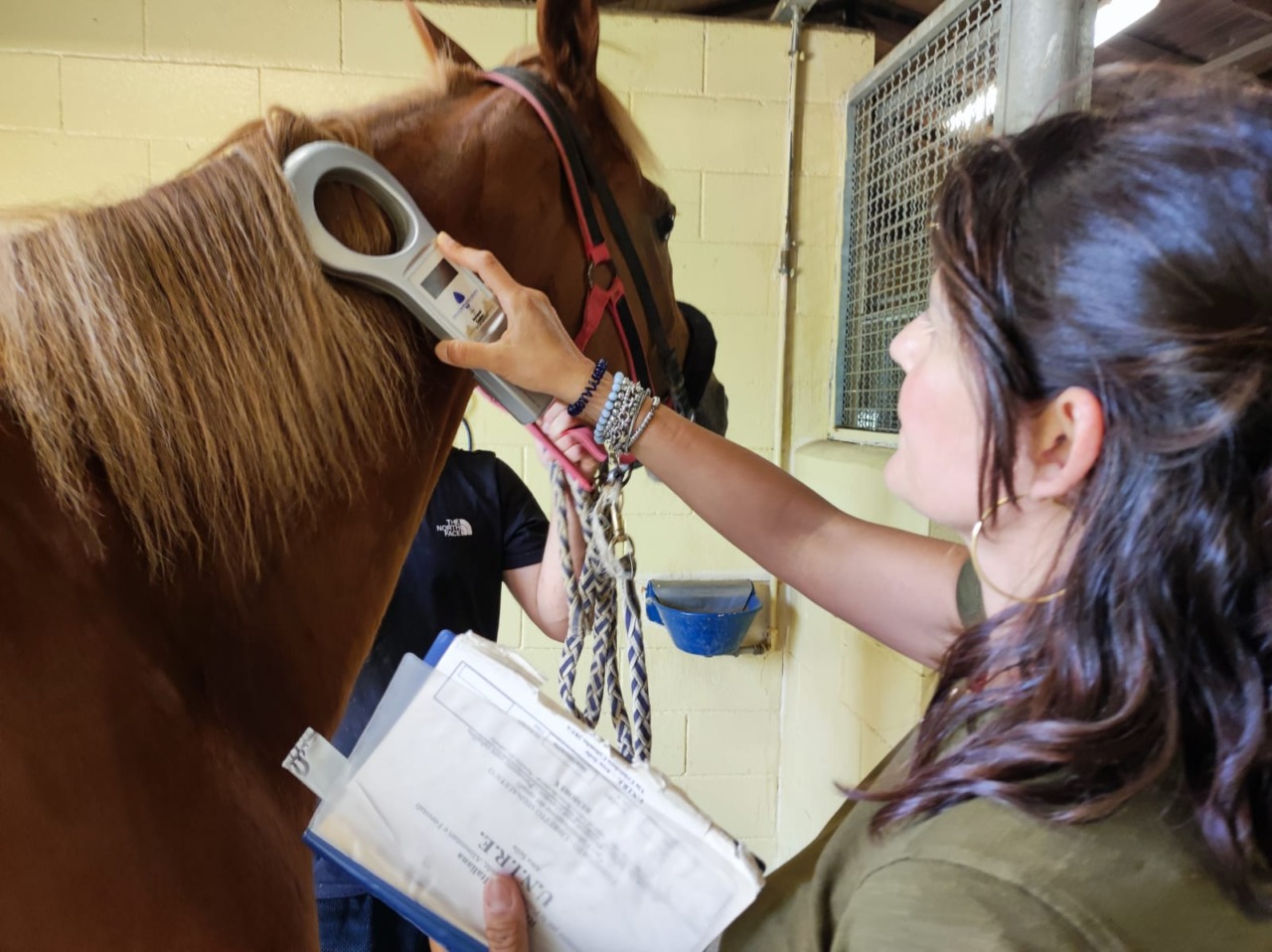 Palio di Provenzano, veterinari dell’Asl in campo