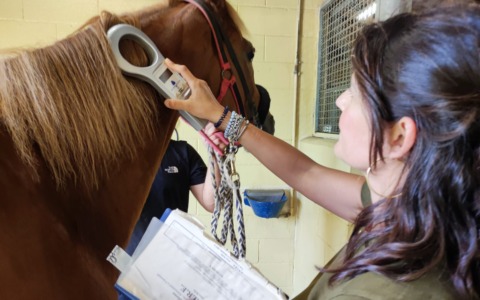 Palio di Provenzano, veterinari dell’Asl in campo