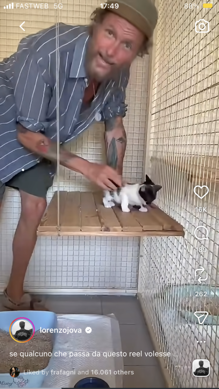 Appello di Jovanotti per tre gattini abbandonati – VIDEO