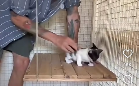 Appello di Jovanotti per tre gattini abbandonati – VIDEO