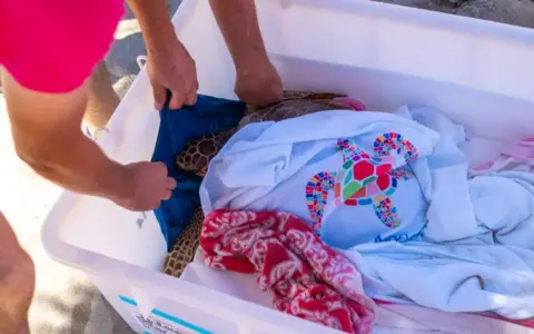 E’ tornato in libertà Ugo, tartaruga marina trovata ferita e curata