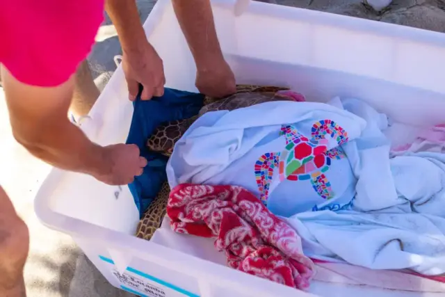 E’ tornato in libertà Ugo, tartaruga marina trovata ferita e curata