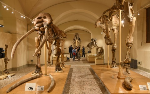 Visita al museo dei mondi scomparsi