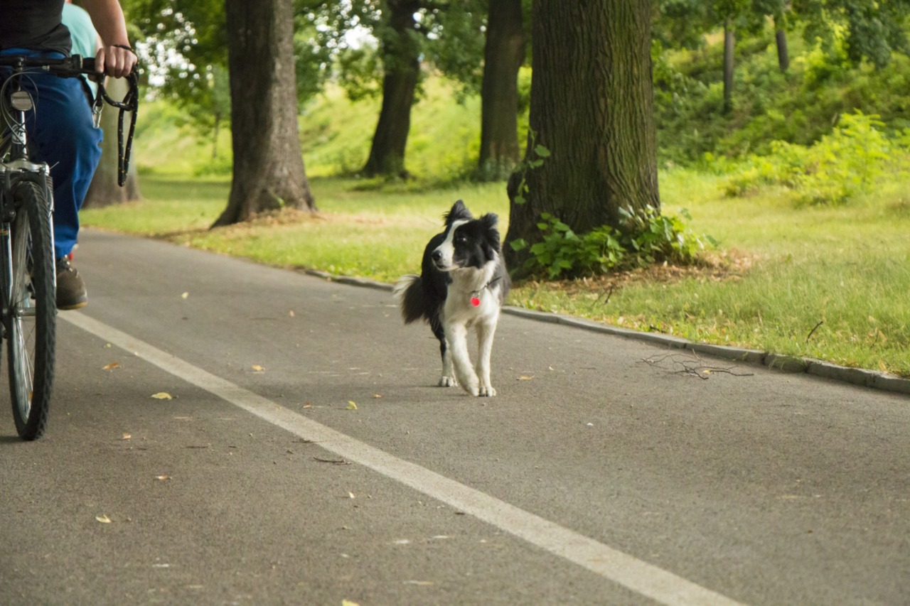 A Pontassieve arriva l’obbligo di lavare la pipì dei cani: multe fino a 150 euro per chi non pulisce