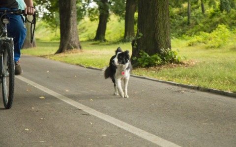 A Pontassieve arriva l’obbligo di lavare la pipì dei cani: multe fino a 150 euro per chi non pulisce