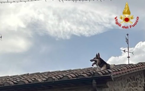 Il cane sul tetto che scotta, recuperato dai vigili del fuoco