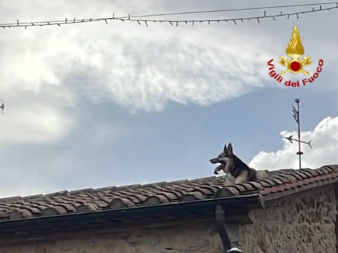 Il cane sul tetto che scotta, recuperato dai vigili del fuoco