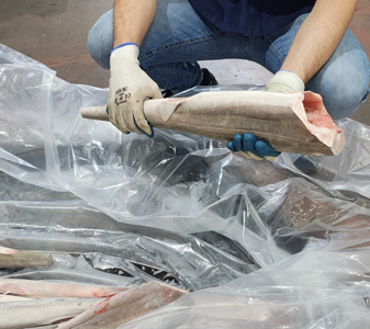 Controlli estivi della Guardia costiera nei ristoranti di pesce e all’ingrosso