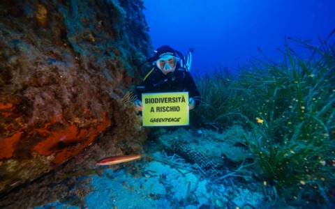 Mare sempre più caldo, gli effetti sull’arcipelago toscano
