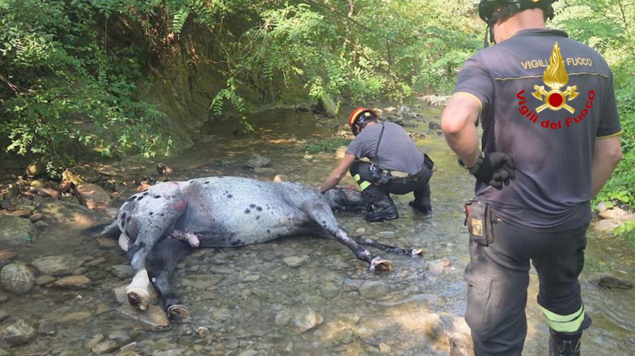 Cavallo cade e finisce in un torrente, salvato