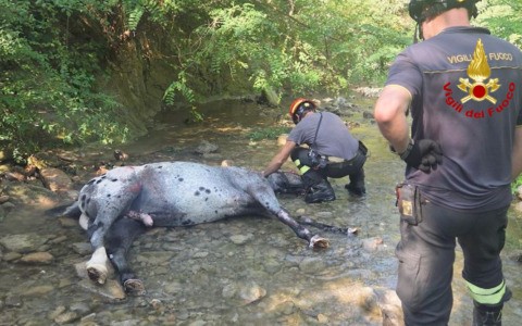 Cavallo cade e finisce in un torrente, salvato