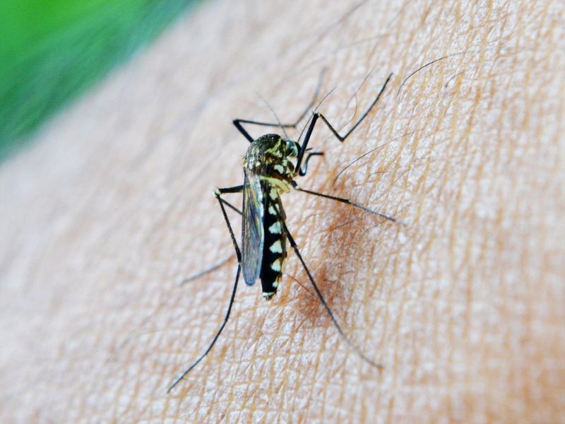 Virus West Nile sulla carcassa di una cornacchia