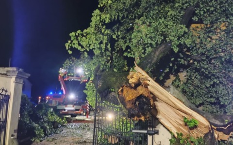 Strage di alberi tra il pistoiese e il pratese