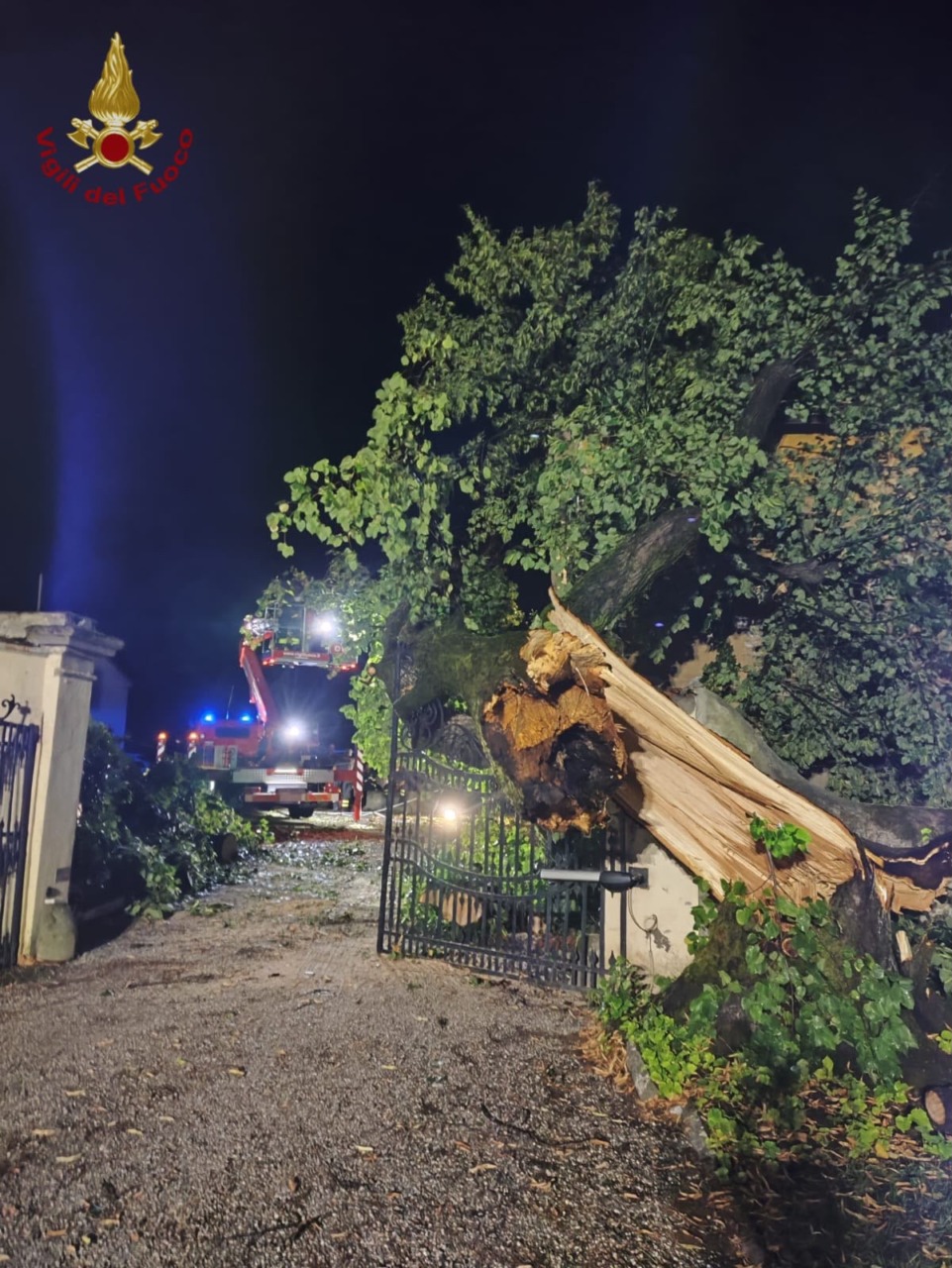 Strage di alberi tra il pistoiese e il pratese