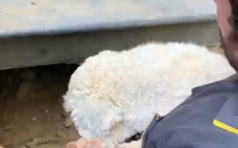 Coco, la cagnolina salvata dai vigili del fuoco