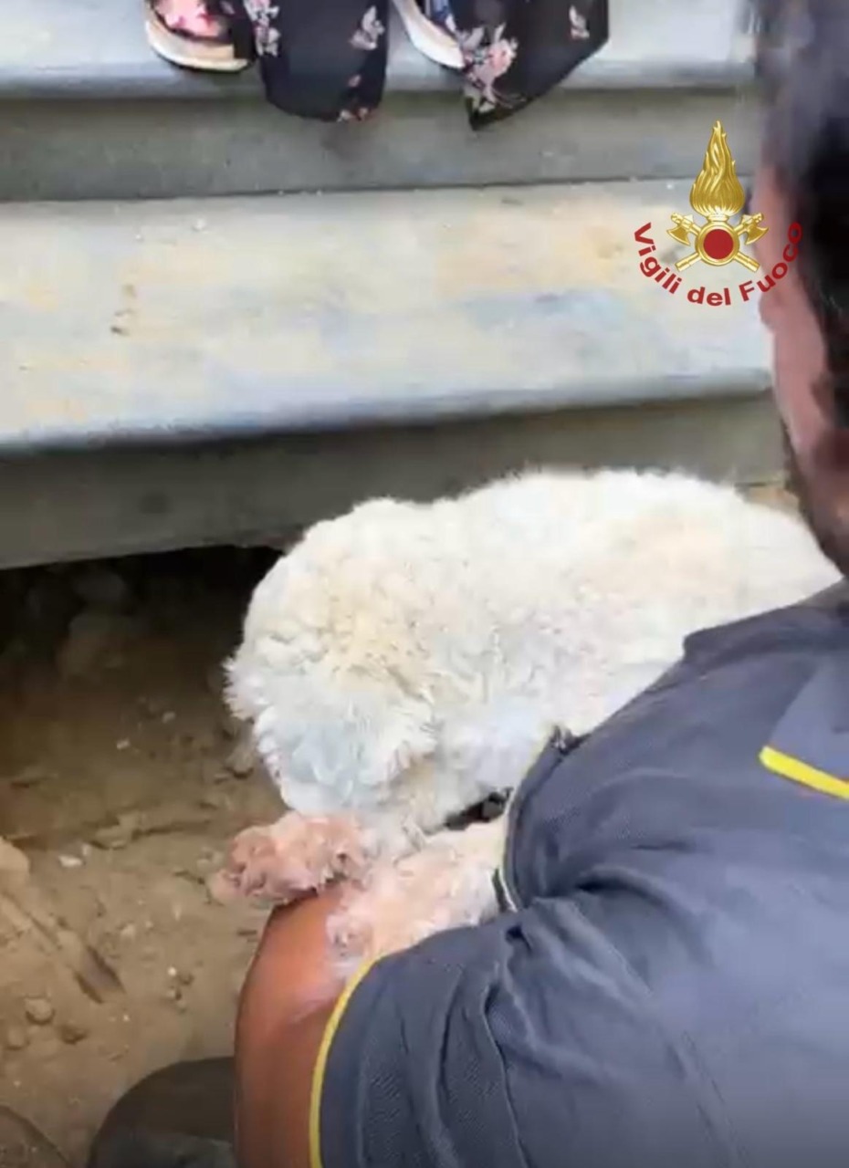 Coco, la cagnolina salvata dai vigili del fuoco