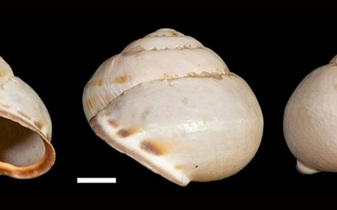 Una chioccola “pisana” tra le più studiate al mondo