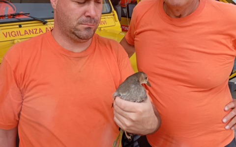 Gallinella d’acqua con ala fratturata, soccorsa dai volontari del Vab
