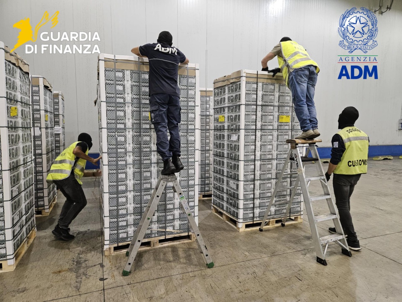 Livorno, droga all’interno di un container di frutta: maxi-sequestro