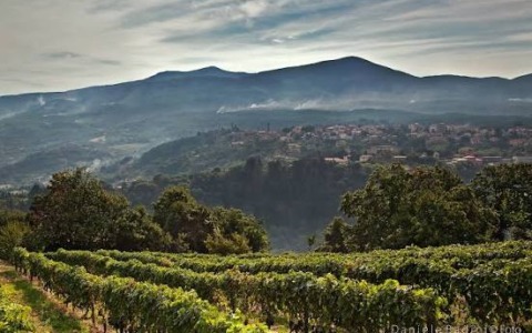 Palio delle contrade, 28 cavalli iscritti