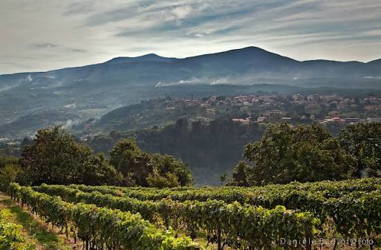 Palio delle contrade, 28 cavalli iscritti