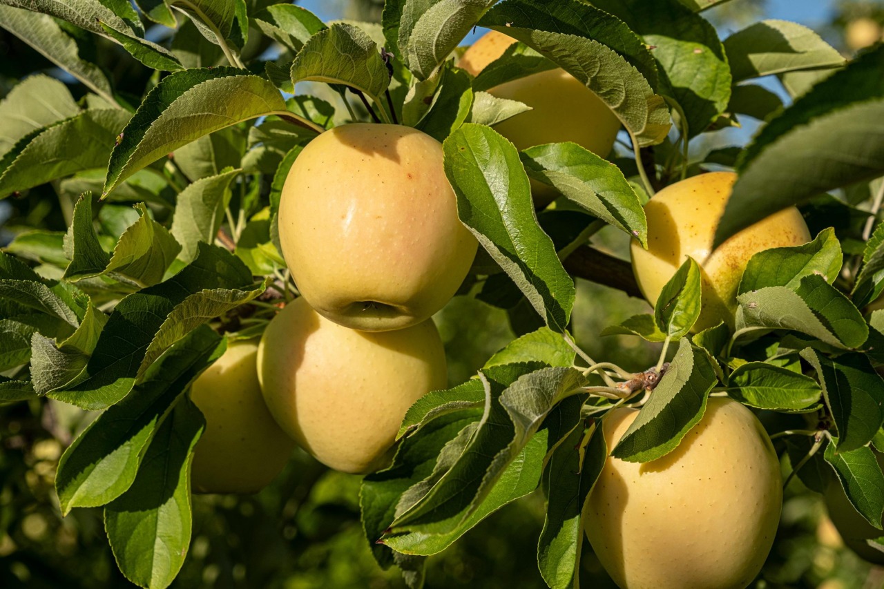 Mele, raccolto in affanno in Toscana