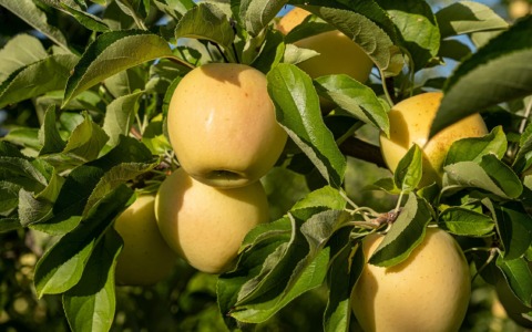 Mele, raccolto in affanno in Toscana