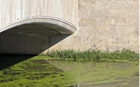 Granuli bianchi in spiaggia, si tratta di lenticchie d’acqua