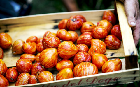 In Val Bisenzio c’è un pomodoro che matura in Autunno