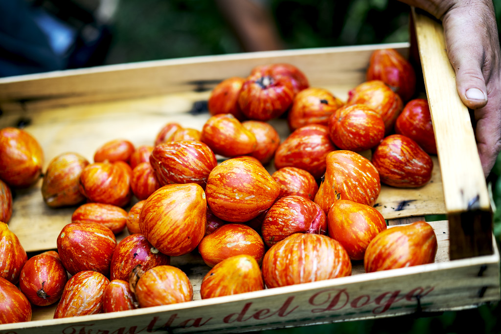 In Val Bisenzio c’è un pomodoro che matura in Autunno